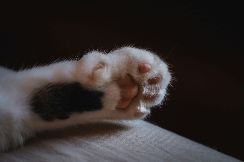 pata de gato