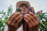 El cacao y sus beneficios para la salud, desde lo científico y lo ancestral