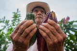 El cacao y sus beneficios para la salud, desde lo científico y lo ancestral