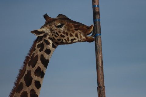 Jirafa Benito: tras recorrer casi medio México, por fin llegó al Africam Safari