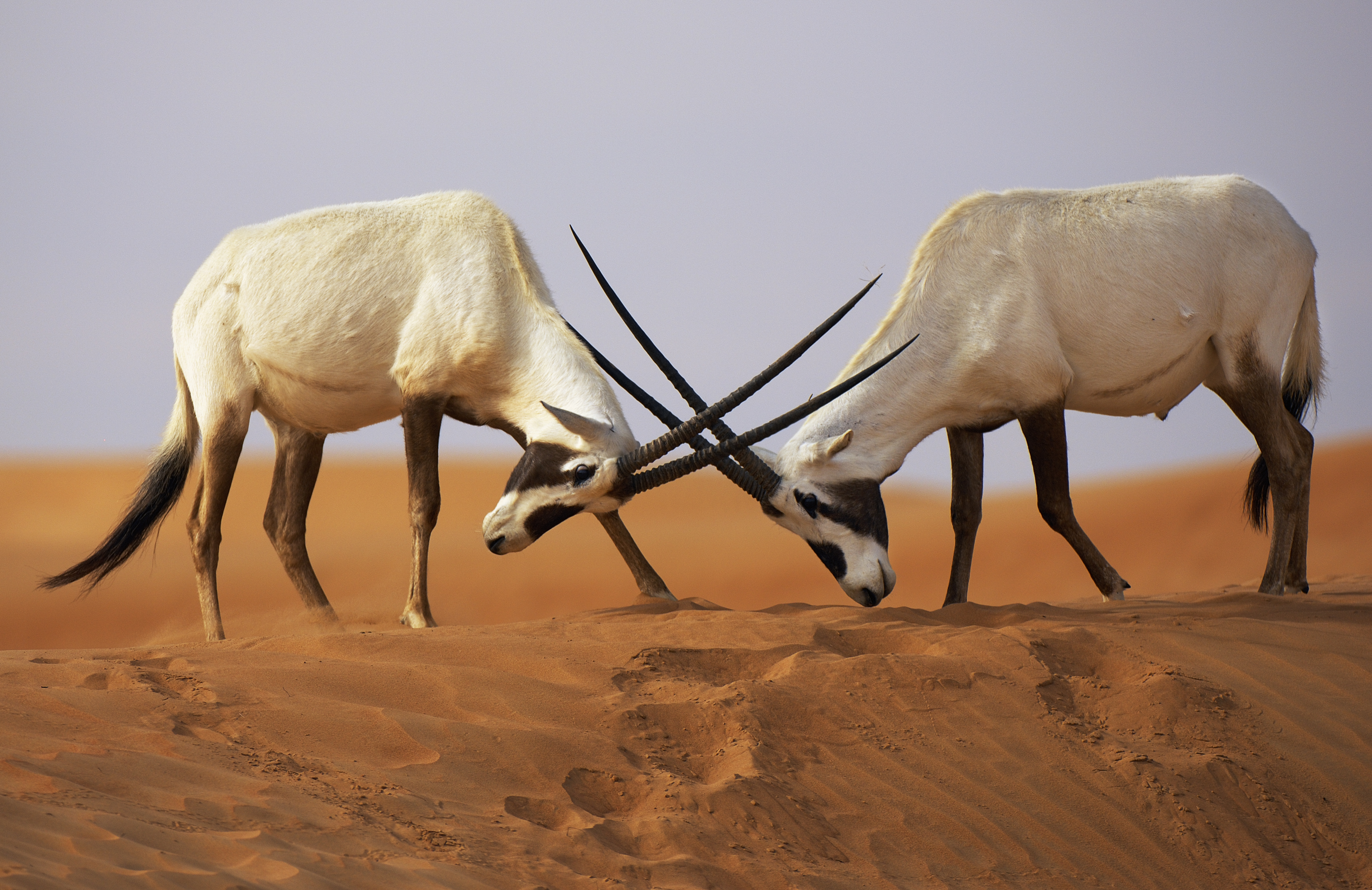 Arabian Oryx, Oryx leucoryx, Dubai Desert Conservation Reserve, Dubai