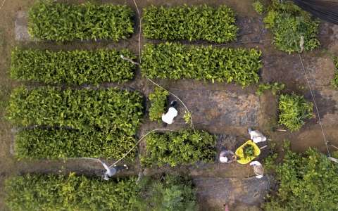 Los campesinos que resisten al cambio climático en el caribe colombiano