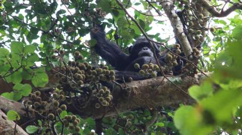 Los chimpancés le roban menos comida a sus amigos que al resto