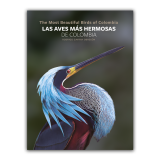 ¿Cuáles son las aves más hermosas de Colombia?