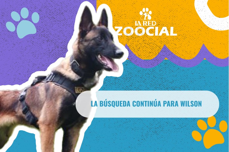 Wilson, el perro que ayudó a encontrar a los niños en la selva, sigue perdido