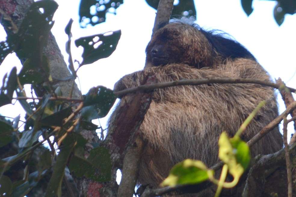 El oso perezoso (Bradypus torquatus) es una especie endémica del norte de Brasil.
