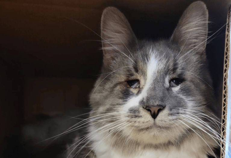 “El gato más triste del refugio” finalmente es adoptado