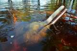La medida para proteger a los delfines de río que Colombia le presentará al mundo