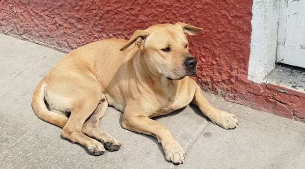 Killer, un perro de tres años con insuficiencia cardíaca, está desaparecido desde el 26 de febrero en el barrio Inglés, en Bogotá. Su familia pide ayuda para encontrarlo.