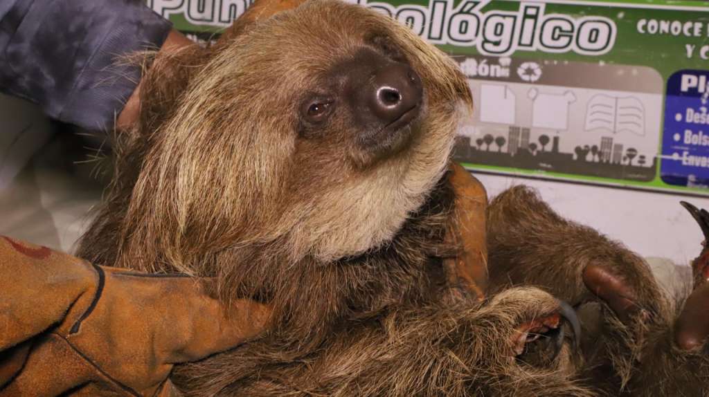 El perezoso fue trasladado al Centro de Recepción de Fauna Silvestre. / Secretaría de Ambiente
