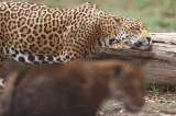 En video quedó registrada la visita de un jaguar al PNN El Tuparro, en Vichada