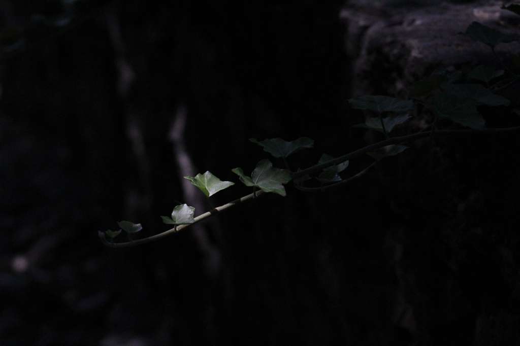 Foto que muestra un rayo de luz que cae sobre unas hojas de una planta, que está en su mayoría oculta entre sombras.