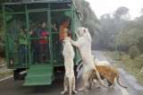 El zoológico donde los humanos son la carnada