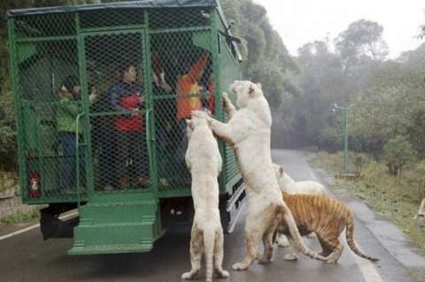 El zoológico donde los humanos son la carnada
