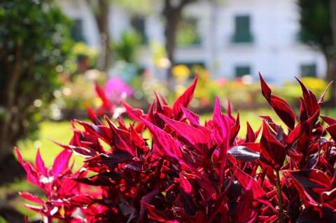 Madrid, Cundinamarca:  La tierra de las flores en Colombia