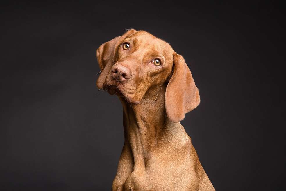 En el estudio, publicado en la revista The Royal Society, participaron 17 perros de familia.