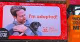 Pantallas gigantes de Times Square celebran la adopción de una perrita