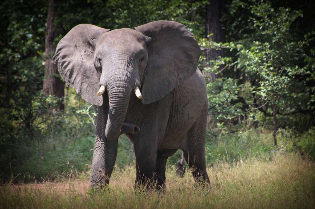 Malaui: vida nueva en el "bush" africano. En los últimos años se ha convertido en uno de los destinos de fauna más completos del continente. En sus parques nacionales se encuentran "los cinco grandes": leopardos, leones, búfalos, elefantes y rinocerontes.