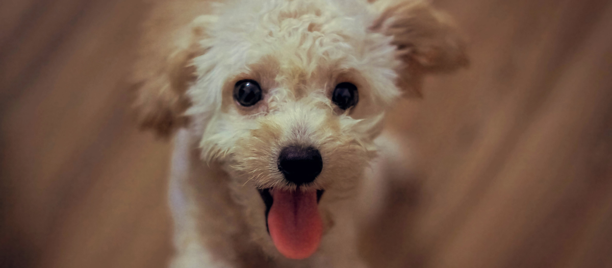Razas de perros pequeños perfectas para convivir con adultos mayores
