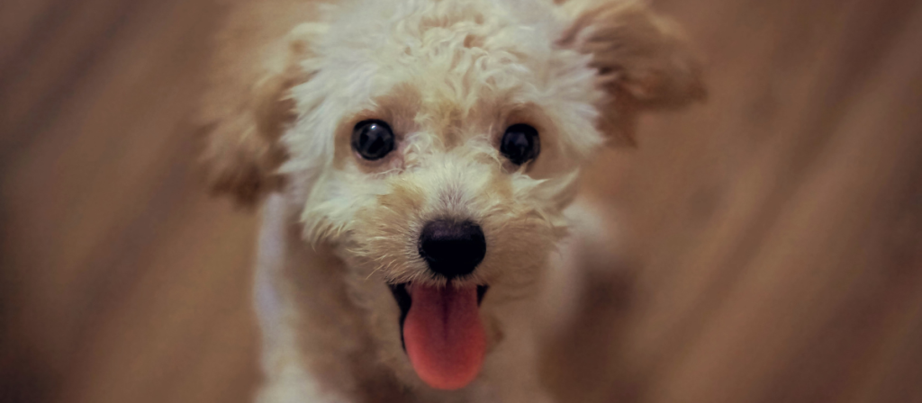 Razas de perros pequeños perfectas para convivir con adultos mayores