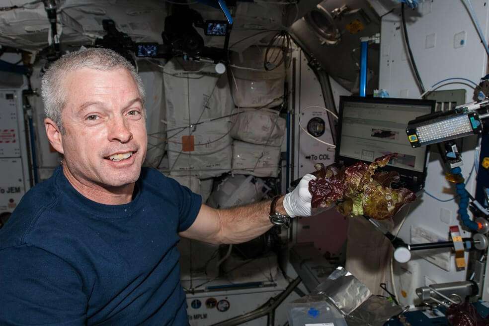 El estudio concluye que la lechuga cultivada en unidades vegetales espaciales es segura para su consumo. / NASA