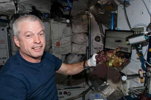 Cultivan en el espacio lechugas sin microbios para los astronautas