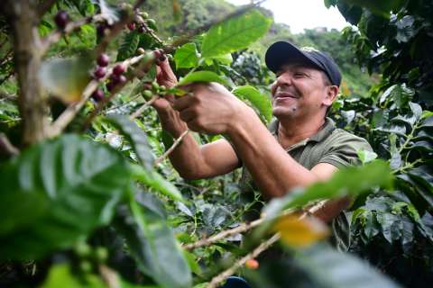 Precios del café alcanzan récord histórico después de medio siglo
