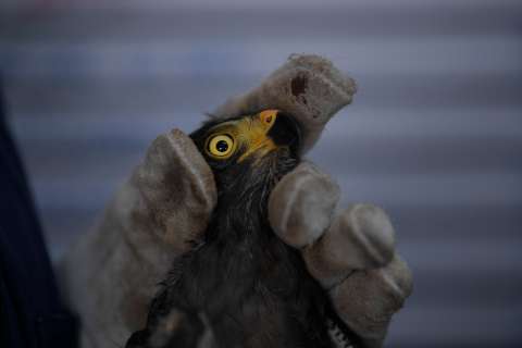 Así es el desconocido lugar de la Universidad Nacional donde salvan animales