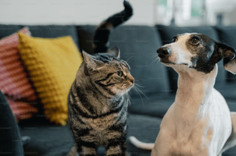 ¿Son más inteligentes los gatos o los perros?