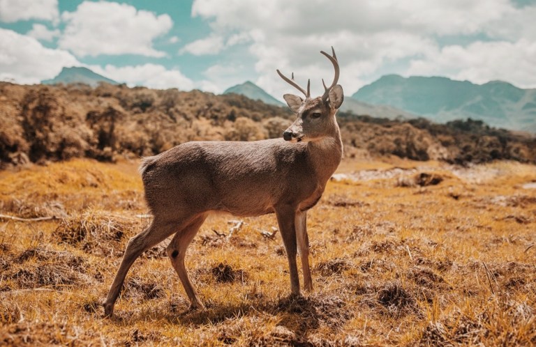 Denuncian la caza de un venado en la Sierra Nevada de Santa Marta