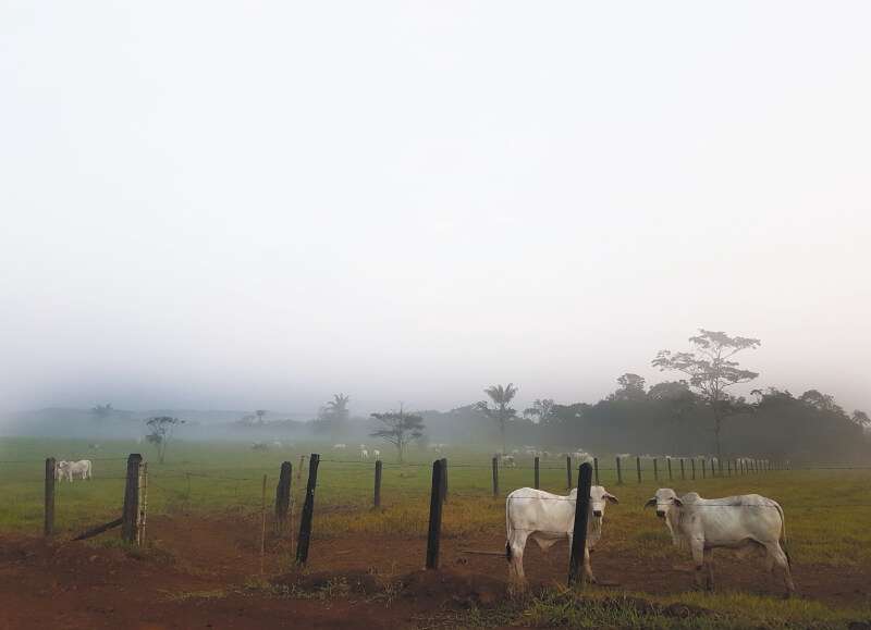 Guaviare es el segundo departamento más deforestado de Colombia. / Cortesía