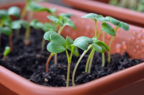 Cómo crear tu propia huerta orgánica en casa