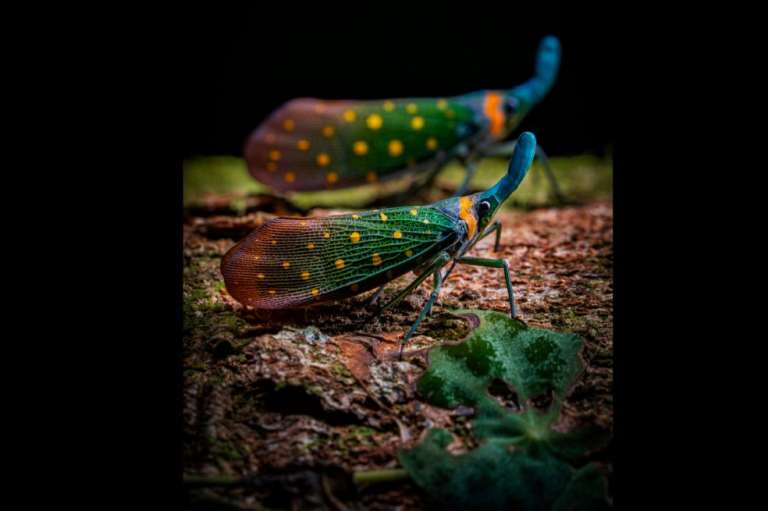 Categoría Retratos de Animales:
Khaichuin Sim, de Malasia, ganó por su imagen, en la que las protagonistas son dos moscas linterna de colores brillantes. Los dos ejemplares están sobre la corteza de un árbol que hace que su color sobresalga más.