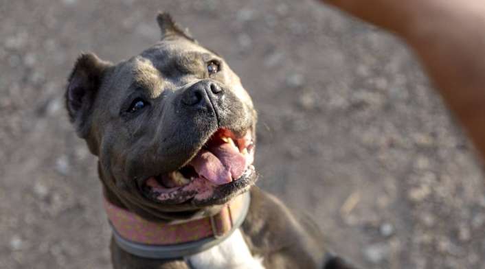 Luego de las declaraciones del primer mandatario de Reino Unido, los expertos han puesto en juicio la prohibición de tener un perro America Bully XL, ya que no generará un impacto a corto plazo.