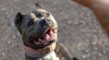 ¿Cómo son los American Bully XL y por qué no los quieren en Reino Unido?