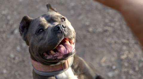 Dueña de bully XL pidió exención para su perro y evitar problemas con la autoridad
