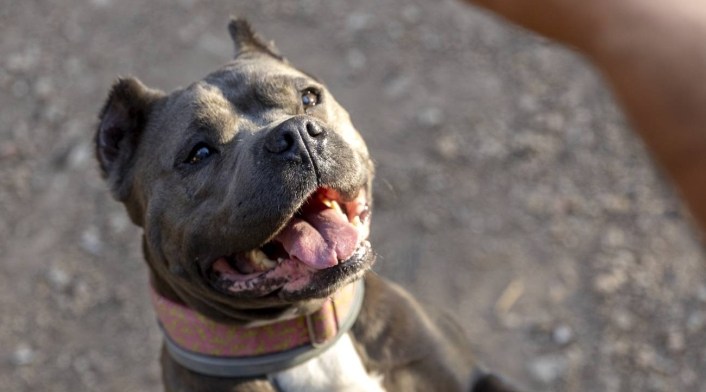 Irlanda se suma a la lista de países que prohíben los perros American Bully XL