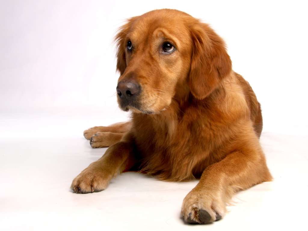 Algunas investigaciones sugieren que tener un perro puede ser útil para la salud, pues obliga a sus dueños a hacer caminatas a diario.