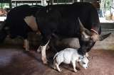 Rani, la vaca más pequeña del mundo