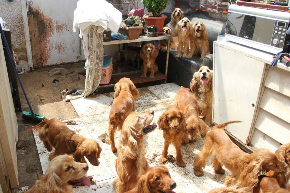 Instituto de Protección y Bienestar Animal 
