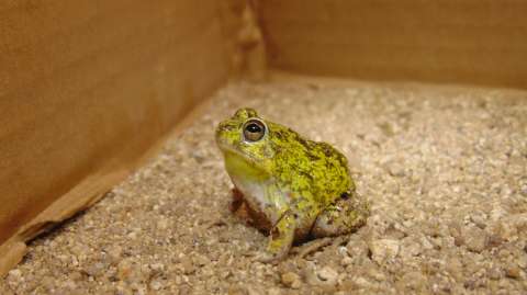 Las ranas que tienen “cuatro ojos” para defenderse de depredadores
