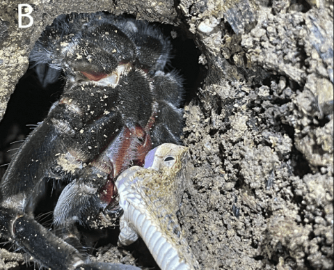 Registran, por primera vez, a una especie de tarántula comiéndose a una víbora