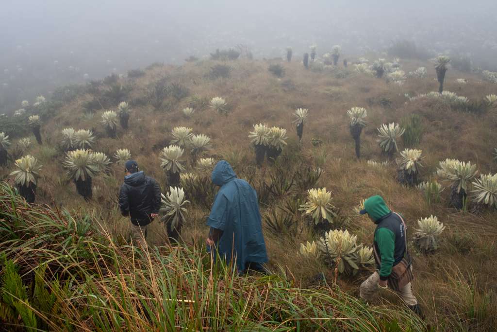 * Conserva Aves es una iniciativa liderada por American Bird Conservancy (ABC), National Audubon Society (Audubon), BirdLife International (BirdLife), Birds Canada y la Red de Fondos Ambientales de Latinoamérica y del Caribe (RedLAC).
