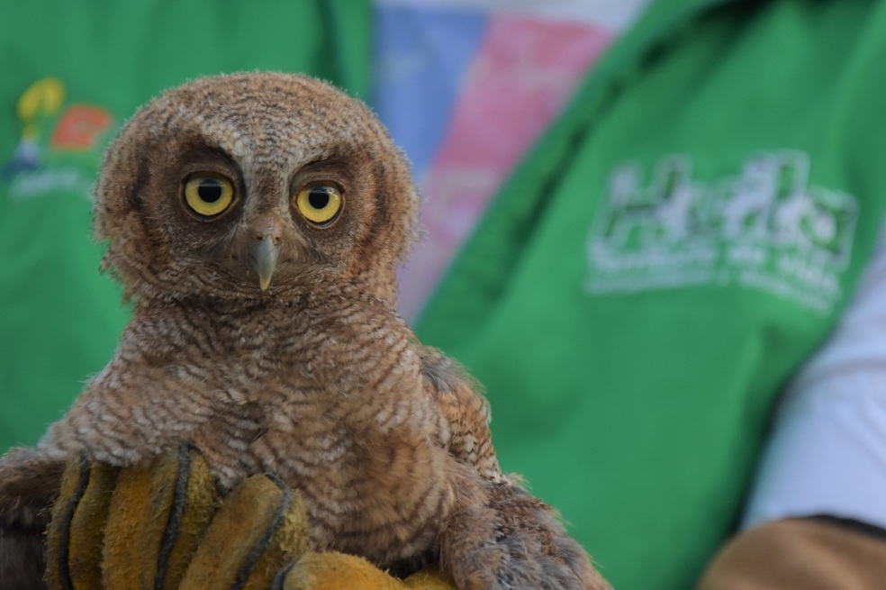 Los búhos, entre otras aves, hacen parte de los animales más afectados por la tenencia y el tráfico ilegal de fauna silvestre en el Huila.