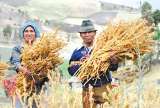 La quinua podría alimentar a toda la población mundial