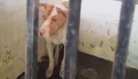 Santa, la perrita rescatada del maltrato que busca un hogar antes de Navidad