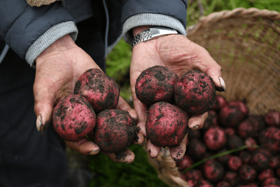 Cultivo de papa en Colombia