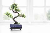 Plantas que debe tener para atraer la energía positiva