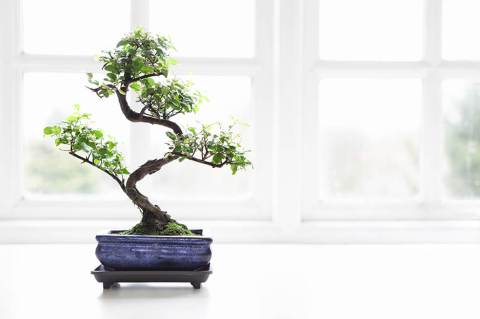 Plantas que debe tener para atraer la energía positiva