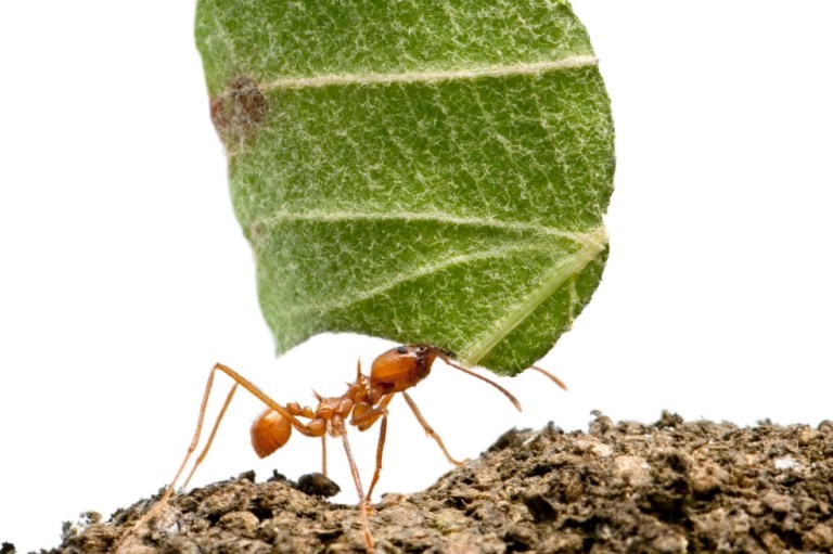 Conozca a los animales y plantas de “Un diálogo improbable”